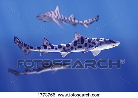 Leopard sharks View Large Photo Image Stock Photograph - Leopard sharks. Fotosearch