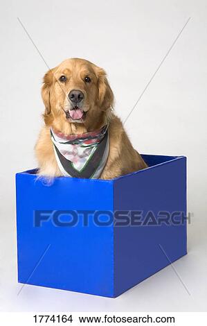 Long haired Golden Retriever View Large Photo Image Picture - Long haired Golden Retriever. Fotosearch