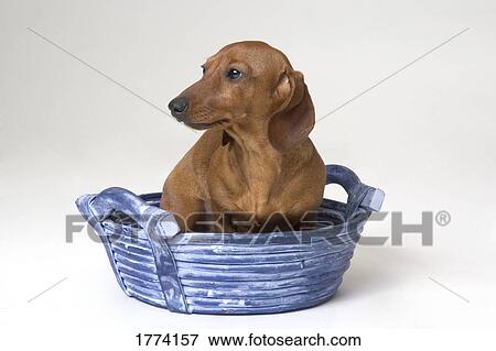 Stock Photo - Miniature Dachshund sat in a basket. Fotosearch