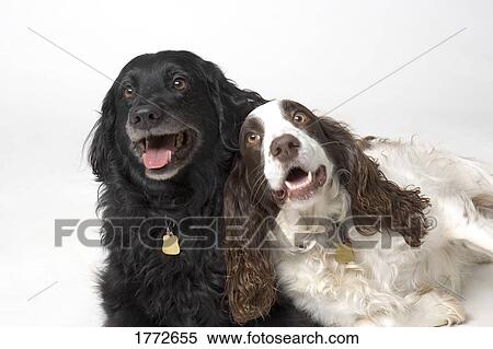 Pair of canine friends View Large Photo Image Stock Photography - Pair of canine friends. Fotosearch