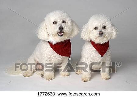 Stock Image - Pair of pedigree dogs. Fotosearch