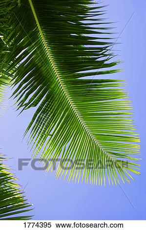 Palm branch View Large Photo Image Stock Photography - Palm branch. Fotosearch
