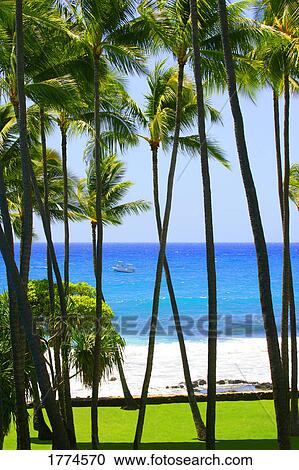 Palm trees in Hawaii View Large Photo Image Stock Image - Palm trees in Hawaii. Fotosearch