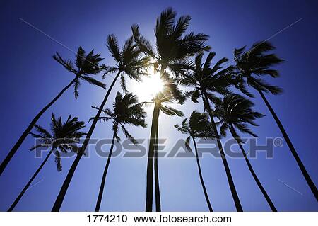Palm trees View Large Photo Image Stock Image - Palm trees. Fotosearch