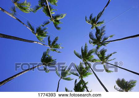 Palm trees View Large Photo Image Stock Image - Palm trees. Fotosearch