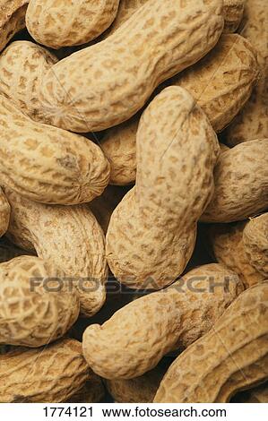 Peanuts in their shells View Large Photo Image Stock Image - Peanuts in their shells. Fotosearch