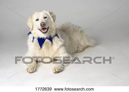 Pedigree dog View Large Photo Image Stock Photo - Pedigree dog. Fotosearch