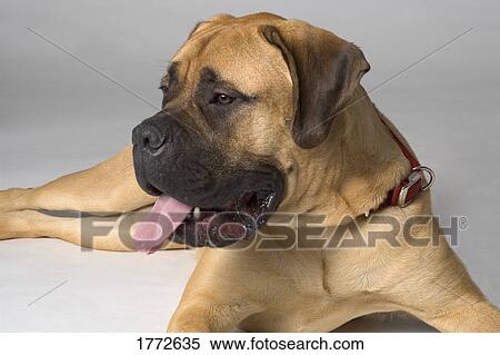 Pedigree dog View Large Photo Image Stock Photography - Pedigree dog. Fotosearch