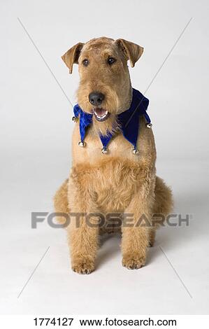 Stock Photo - Pedigree terrier. Fotosearch