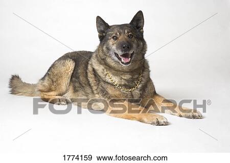 Portrait of a German shepherd dog View Large Photo Image Stock Photo - Portrait of a German shepherd dog. Fotosearch