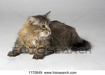 Portrait of long haired cat View Large Photo Image Stock Photo - Portrait of long haired cat. Fotosearch