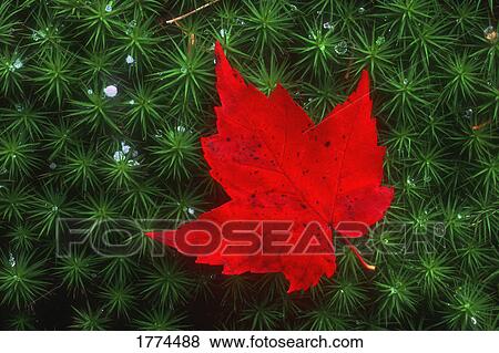Stock Photo - Red maple leaf. Fotosearch