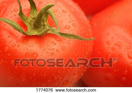 Red tomatoes View Large Photo Image Stock Photograph - Red tomatoes. Fotosearch