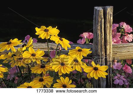 Rudbeckia and pink mallow View Large Photo Image Stock Photo - Rudbeckia and pink mallow. Fotosearch