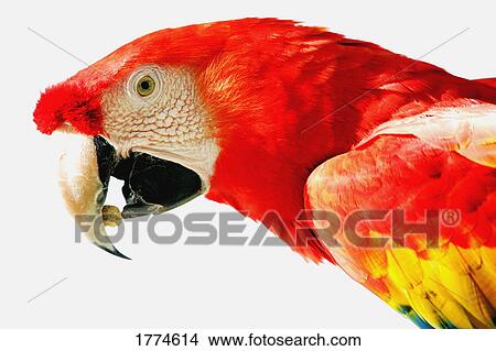 Scarlet macaw View Large Photo Image Picture - Scarlet macaw. Fotosearch
