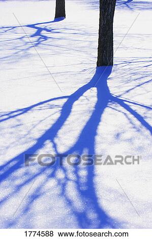Shadow of tree branch View Large Photo Image Stock Photo - Shadow of tree branch. Fotosearch