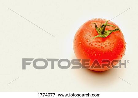 Stock Photo - Shiny red tomato. Fotosearch