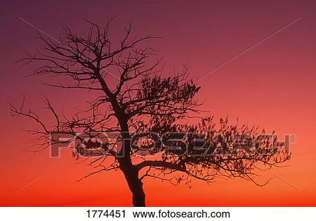 Silhouette of tree against sunset View Large Photo Image Stock Image - Silhouette of tree against sunset. Fotosearch