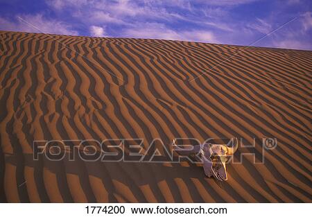 Skull in desert View Large Photo Image Stock Image - Skull in desert. Fotosearch