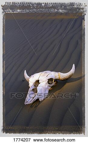 Skull in desert View Large Photo Image Stock Photo - Skull in desert. Fotosearch
