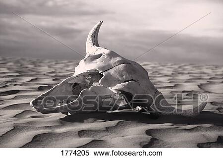 Skull in desert View Large Photo Image Stock Photography - Skull in desert. Fotosearch
