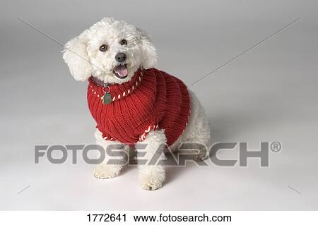 Small dog wearing a jumper View Large Photo Image Stock Image - Small dog wearing a jumper. Fotosearch