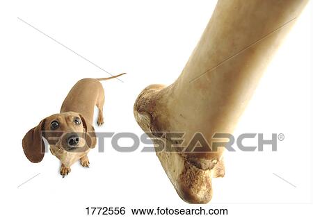 Small dog with large bone View Large Photo Image Stock Photograph - Small dog with large bone. Fotosearch