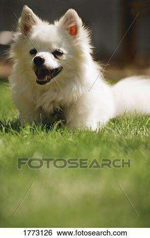 Small white dog View Large Photo Image Stock Photograph - Small white dog. Fotosearch