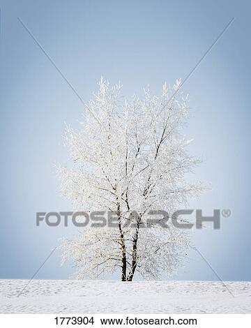 Snow covered tree View Large Photo Image Picture - Snow covered tree. Fotosearch