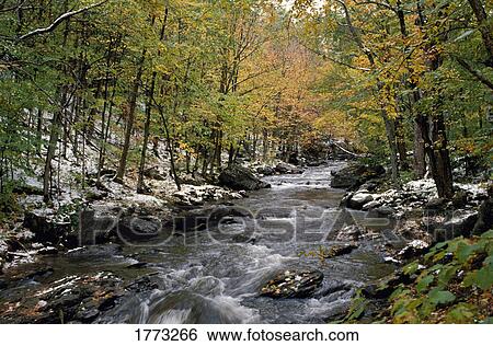 Stream in forest View Large Photo Image Stock Photograph - Stream in forest. Fotosearch