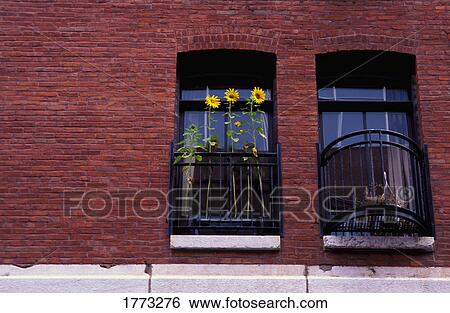 Sunflowers in window View Large Photo Image Stock Photograph - Sunflowers in window. Fotosearch