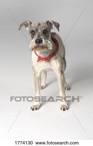 Stock Image - Terrier dog. Fotosearch