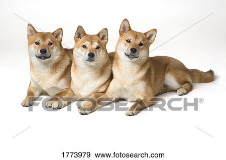 Three Shiba Inu dogs View Large Photo Image Stock Photo - Three Shiba Inu dogs. Fotosearch