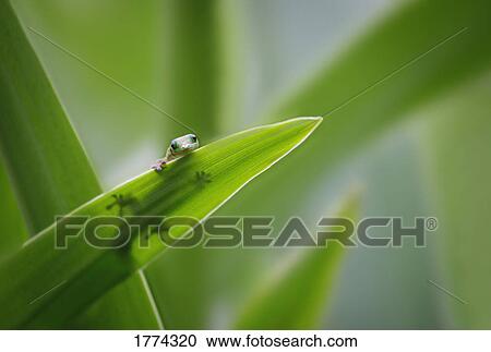 Tiny gecko on leaf spear View Large Photo Image Stock Image - Tiny gecko on leaf spear. Fotosearch