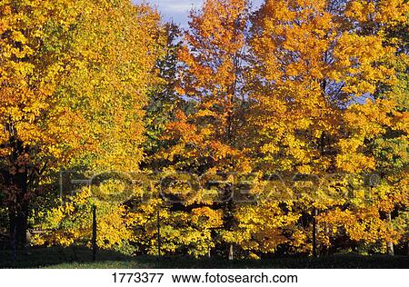 Trees in the fall View Large Photo Image Stock Photo - Trees in the fall. Fotosearch