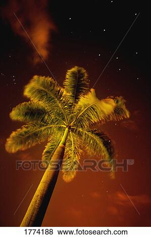 Tropical palm tree at night View Large Photo Image Stock Photo - Tropical palm tree at night. Fotosearch