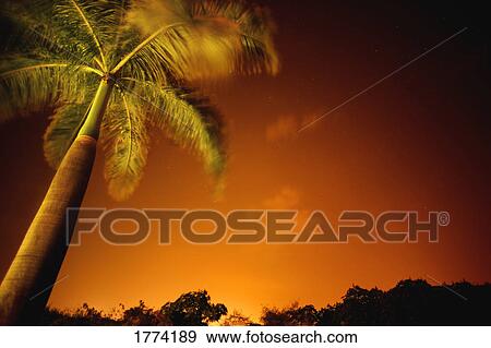 Stock Photo - Tropical palm tree at night. Fotosearch