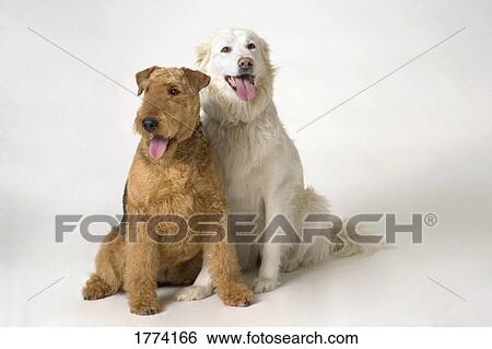Two doggy companions View Large Photo Image Stock Photograph - Two doggy companions. Fotosearch