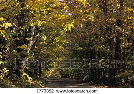 Walk through the woods View Large Photo Image Stock Image - Walk through the woods. Fotosearch