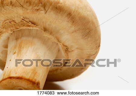 White mushroom View Large Photo Image Stock Image - White mushroom. Fotosearch