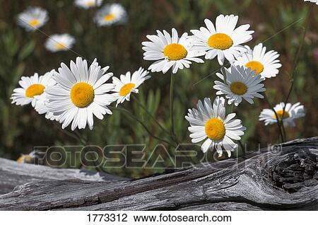 Wild flowers View Large Photo Image Stock Image - Wild flowers. Fotosearch