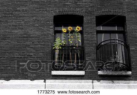 Window with sunflowers View Large Photo Image Stock Photography - Window with sunflowers. Fotosearch
