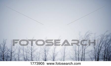 Winter skies and trees View Large Photo Image Stock Photography - Winter skies and trees. Fotosearch