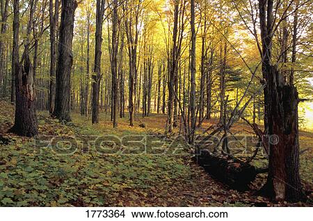 Woodland in autumn View Large Photo Image Picture - Woodland in autumn. Fotosearch