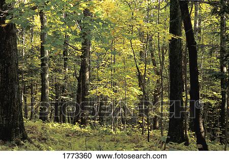 Stock Image - Woodland. Fotosearch
