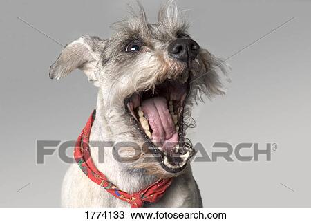 Stock Image - Yawning dog. Fotosearch