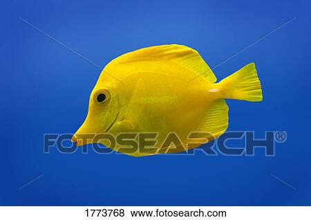 Yellow fish View Large Photo Image Stock Photo - Yellow fish. Fotosearch