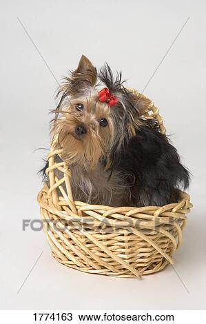 Yorkshire Terrier puppy View Large Photo Image Stock Image - Yorkshire Terrier puppy. Fotosearch