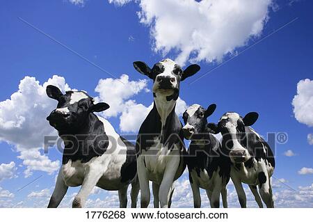 A bug's eye view of four young calves View Large Photo Image Stock Photo - A bug's eye view of four young calves. Fotosearch