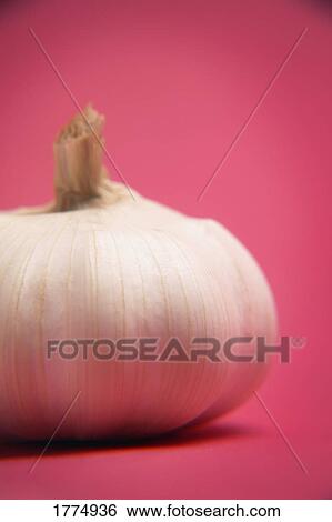 A bulb of garlic View Large Photo Image Stock Photograph - A bulb of garlic. Fotosearch